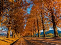 メタセコイア並木 紅葉 2024 見頃