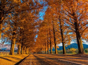 メタセコイア並木 紅葉 2024 見頃
